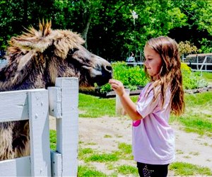 Girl feeds an alpaca at The Long Island Game Farm