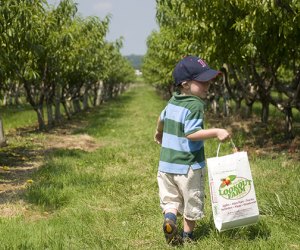 Image of a young child at an orchard for apple picking near Boston.