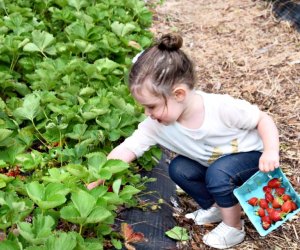 Where To Pick Strawberries with Kids Near Boston Photo courtesy of Belkin Family Lookout Farm