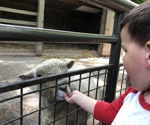 Kids can feed sheep and other animals at the Children's zoo.