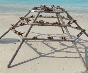 Planting coral: The Maldives 