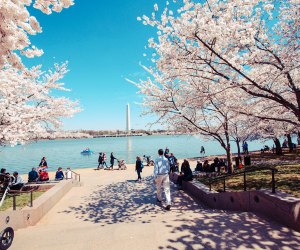 Visit DC in the spring for warm temps and maybe even cherry blossoms. Photo by m01229 via Flickr