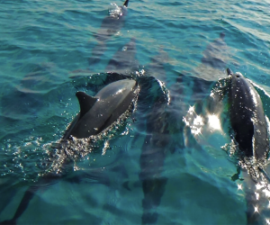 Dolphins : The Maldives