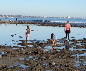 We heard from readers that octopi are lurking in the tide pools right now. Photo by Mommy Poppins 