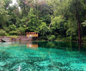 Manatee Springs State Park: Best Places to See Manatees Near Orlando