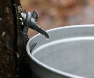 February's winter break in Westchester and the Hudson Valley: Maple sugaring