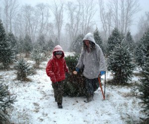 Christmas Tree Farms in Fairfield County, CT | MommyPoppins - Things to do in Connecticut with Kids