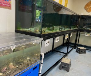 Aquariums in the Marine Education Center