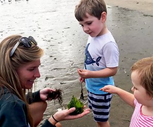 The Marine Education Center lets kids get hands-on with the Long Island Sound.Photo courtesy of the center