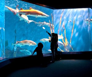 Sharks swim at the Norwalk Maritime Aquarium