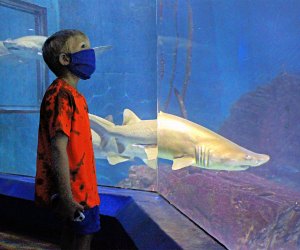 Maritime Aquarium shark tank