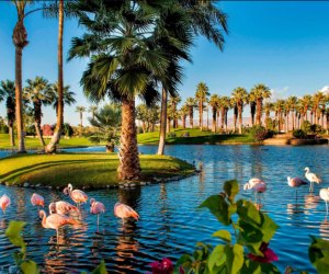 flamingos in the lagoon at the J.W. Marriott Desert Springs Hotel