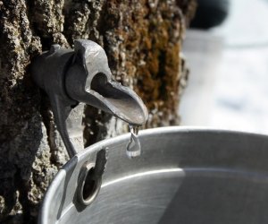 Maple sap flows from a tapped tree at the Boston Nature Center's maple sugaring festival.