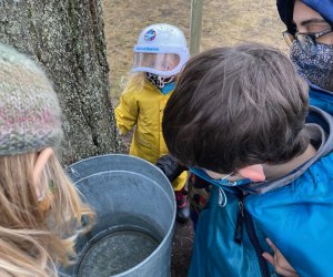 Maple Sugaring in Massachusetts is a great hands-on activity for Boston Kids.Photo courtesy of the Boston Nature Center