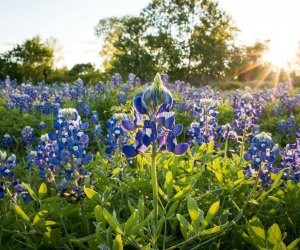 Bluebonnets are the Texas state flower.