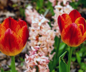 Holidays & Activities for May 2025 Tulip Day, photo of blooming flowers