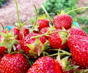 A basket of strawberries