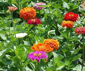 Zinnias in a field at Melick's Town Farm