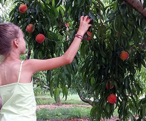 Girl picks peaches at Melick's Town Farm
