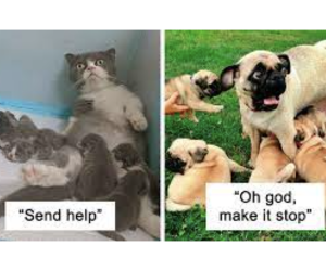 cat and dog meme with too many babies