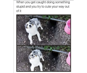 cute puppy meme