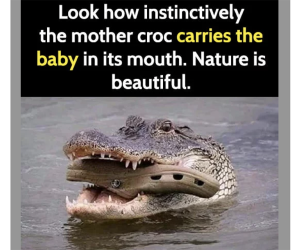 croc carrying baby croc meme
