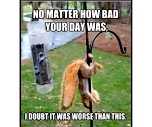 lousy day to be a squirrel meme