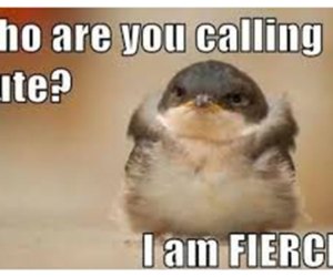cute fluffy chubby bird meme