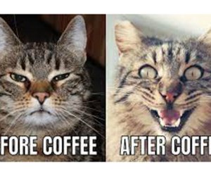 before coffe after coffee cat meme
