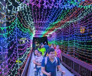 Flamingo Gardens transforms into a holiday destination during Garden of Lights. Photo by Lorenzo Cassina