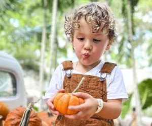 Pumpkins come in all sizes at Tinez Farms. Photo courtesy of Tinez Farms