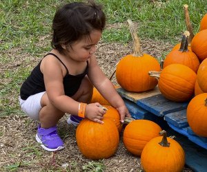 Finding the perfect pumpkin is not hard at the Ford Boca Pumpkin Patch Festival. Photo courtesy of the festival