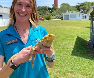 Meet Bubba the bearded dragon at River Center in Jupiter. Photo by Steven Morales