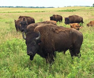 Hikes in Chicago: Midewin National Tallgrass Prairie