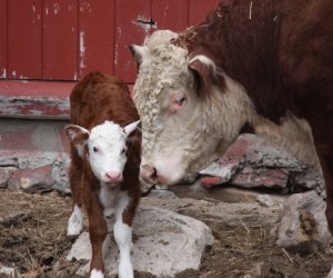 Photo of calf and cow at Wells Hollow Farm & Creamery.