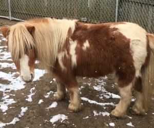 Photo of pony at a Connecticut farm.