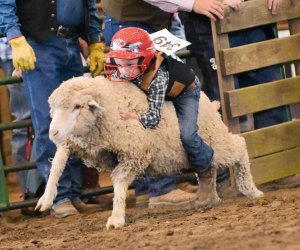 It's a mutton-bustin', cow wranglin' good time at the Montgomery County Fair./Photo courtesy of Montgomery County Fair Association.