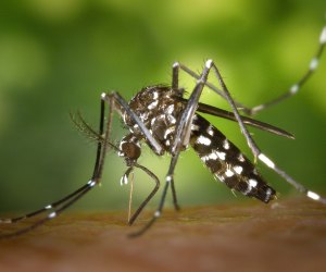 Mosquitos in Los Angeles: LA County Vector Can Save You from Bug Bites, For FREE