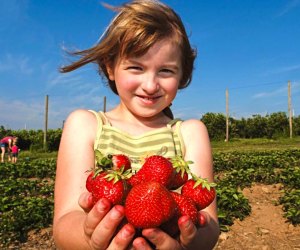Strawberry photo courtesy of Lyman Orchards
