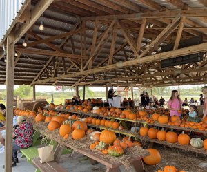 Pumpkin Ponderosa at Showcase of Citrus bursts with major fall vibes. Photo courtesy of event