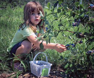 Photo of a little girl picking blueberries for National Blueberry Day