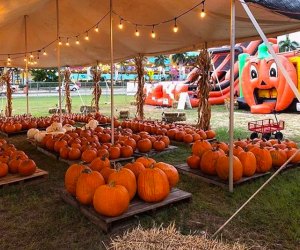 Celebrate pumpkin season in South Florida at Mr. Jack O'Lantern's Pumpkin Patch. Photo courtesy of the pumpkin patch