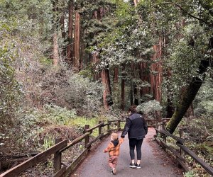 Hikes in San Francisco: Muir Woods National Monument