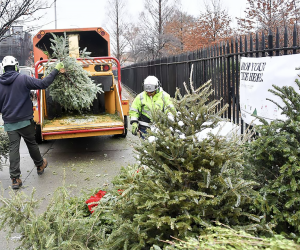 Live Christmas trees being recycled