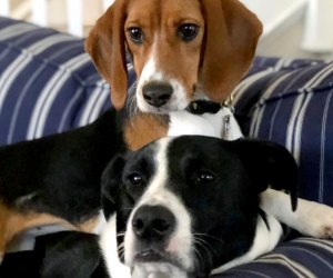Murphy Cares Pet Therapy App
