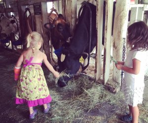 Kids can feed cows at Muscoot Farms, one of our favorite petting zoos near Westchester