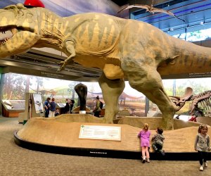 Meet the dinos at the Museum of Science. 