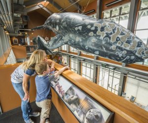 Visiting Museum of Natural History Sea Center Santa Barbara is one of the best California vacation ideas for families