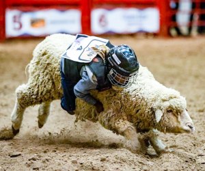 Mutton Bustin' photo courtesy of the Humble Rodeo