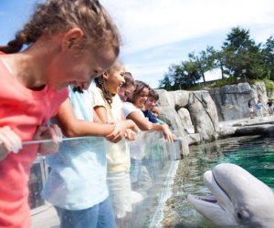 See the Beluga Whales on a summer day trip